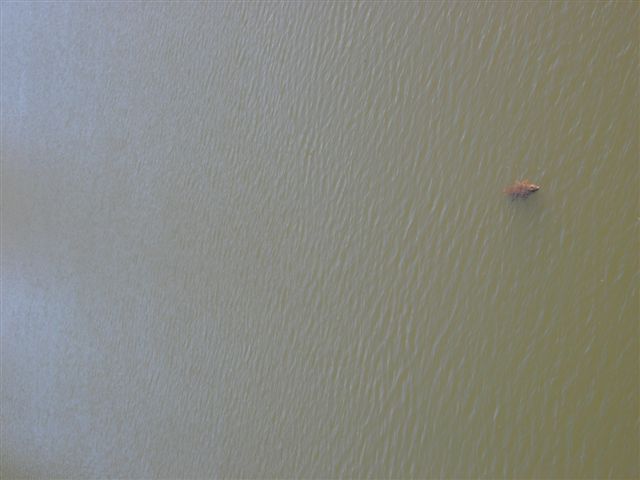 carlo 820.jpg (34751 byte)